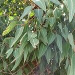 Eucalyptus gomphocephala Blatt