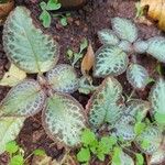 Episcia cupreataبرگ