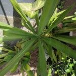 Yucca aloifolia 叶