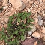 Stachys maritima Leaf