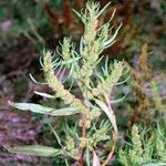 Rumex maritimus Other