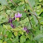 Solanum dulcamara Flor