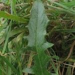 Hypochaeris radicata Blatt