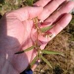 Aeschynomene americana Flor