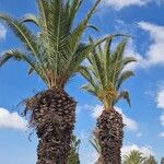 Phoenix canariensis Folha