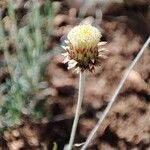 Phagnalon saxatile Blüte
