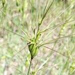 Aegilops geniculata Blüte