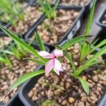 Hypoxis baurii Flower