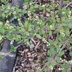 Exochorda × macrantha Habit