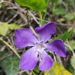 Vinca majorFlower