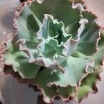 Echeveria shaviana برگ