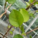 Anredera cordifolia ᱥᱟᱠᱟᱢ