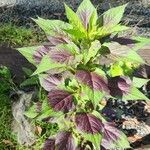 Amaranthus dubius পাতা