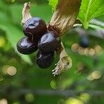 Rhodotypos scandens Fruit