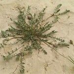 Astragalus sesameus عادت