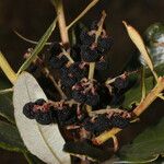 Comarostaphylis arbutoides Fruit