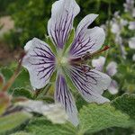 Geranium renardii Flower