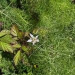 Rubus ursinus 花