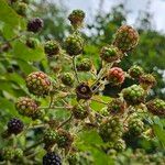 Rubus pruinosus Fruit