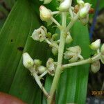 Polystachya odorata Flower