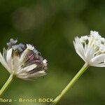 Astrantia carniolica Blomst