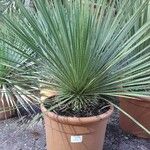 Yucca elata Ліст