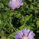 Stokesia laevis Hábito