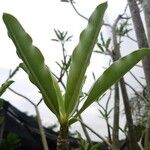 Adenium obesum Blad