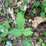 Rubus flagellaris Leaf