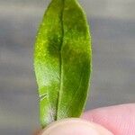 Salix babylonica Feuille