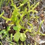 Lycopodiella cernua Leaf