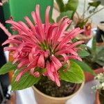 Justicia carnea ফুল