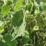 Abutilon grandiflorum Leaf