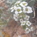 Lobularia maritimaFlor