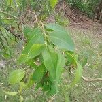 Maytenus acuminata Hoja