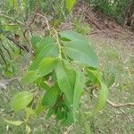 Maytenus acuminata Leaf