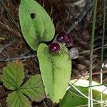 Maianthemum canadense Хабит