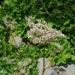 Heracleum lanatum Other