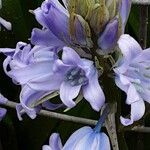 Hyacinthoides × massartiana Цвят
