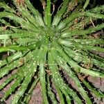 Euphorbia flanaganii Leaf