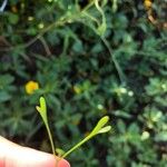 Hornungia procumbens Blatt