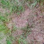 Agrostis capillaris Лист