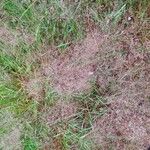 Agrostis capillarisList