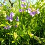 Lathyrus laxiflorus花