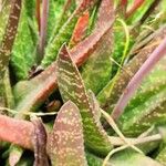 Gasteria disticha Leaf