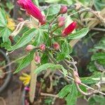 Ipomoea horsfalliae Flors