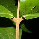 Miconia simplex Leaf