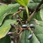 Viburnum rigidum Fruit