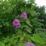 Lagerstroemia speciosaFlors