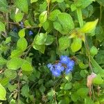 Ceratostigma willmottianum Blomma